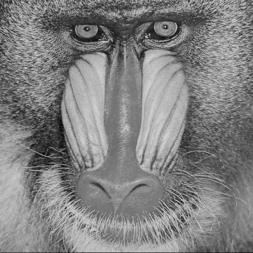 Baboon.png